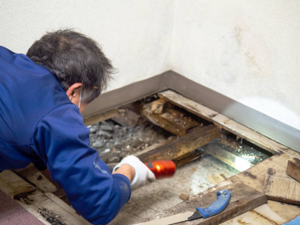 Best Local Mold Removal Service  in Lake Delton, WI