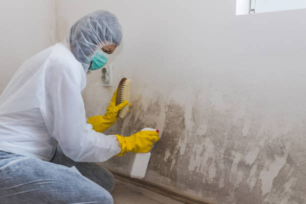 Home Mold Removal in Lake Delton, WI