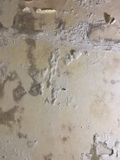 Best Mold Remediation Experts  in Lake Delton, WI