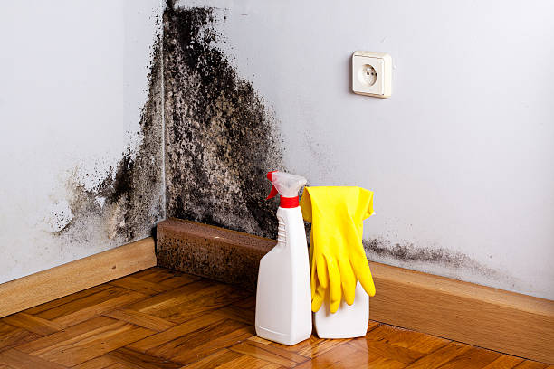Best Local Mold Removal Service  in Lake Delton, WI