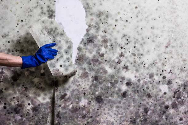 Best Black Mold Removal  in Lake Delton, WI
